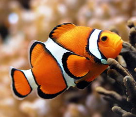 ornamental-fish-sl