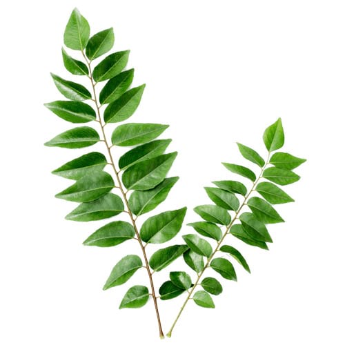 curry-leaf